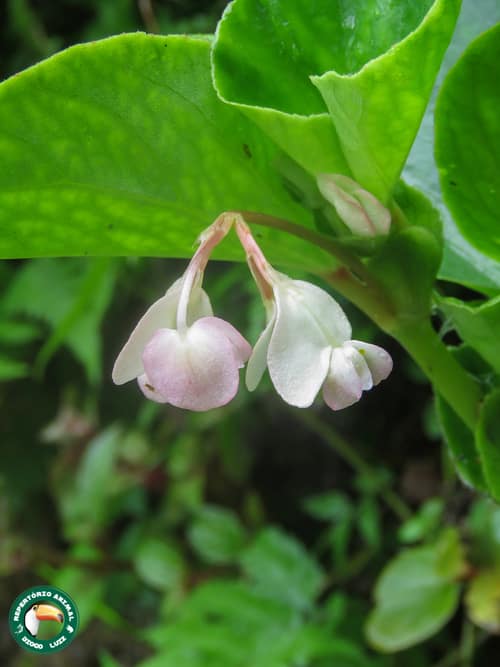 Wax Begonia reference
