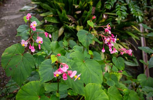 Hardy Begonia reference