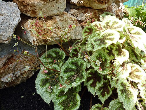 Iron Cross Begonia reference