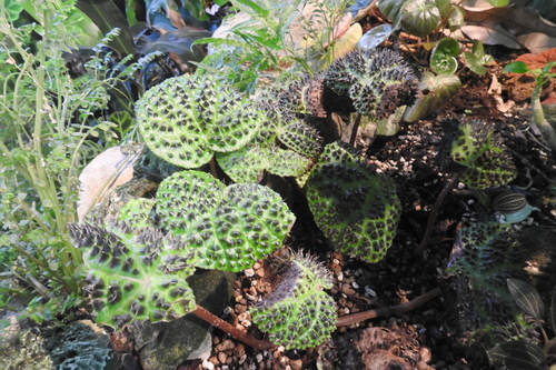 Black Spike Begonia reference