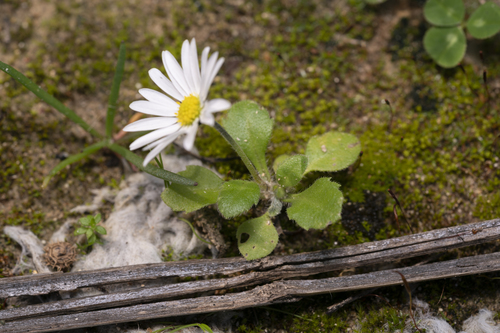 Annual Daisy reference