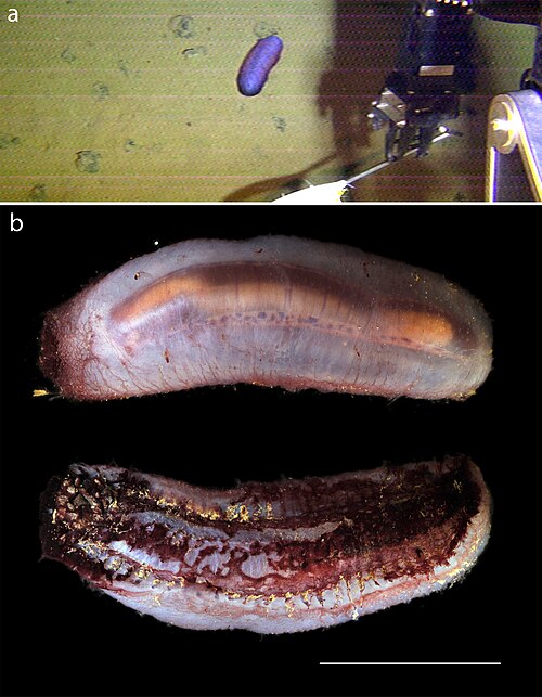 Benthodytes reference