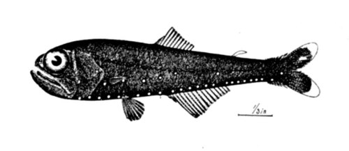 Glacier Lanternfish reference