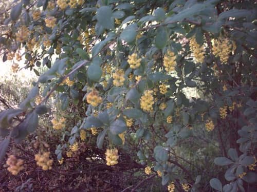 American Barberry reference