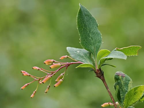 Common Barberry reference