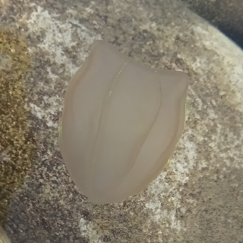 Capped Comb Jelly reference