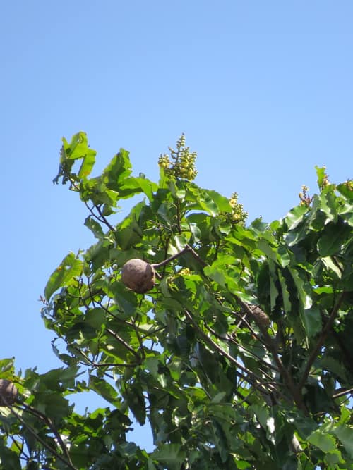 Brazil Nut Tree reference