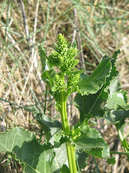 Sea Beet reference