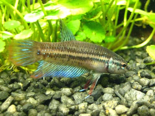 Peaceful Betta reference