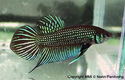 Mahachai Betta reference