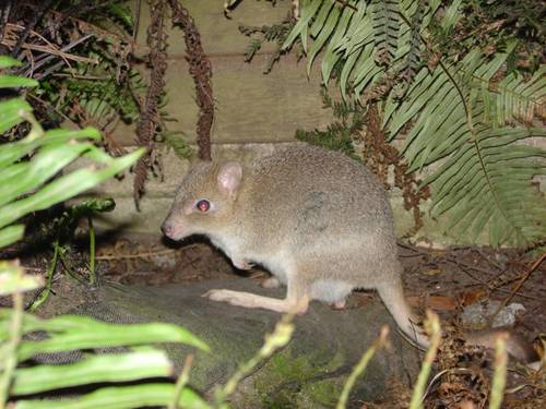 Tasmanian Bettong reference