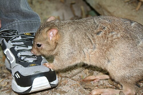 Burrowing Bettong reference