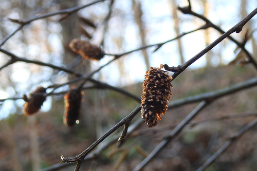 Sweet Birch reference