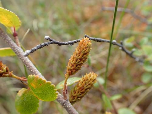 Dwarf Birch reference