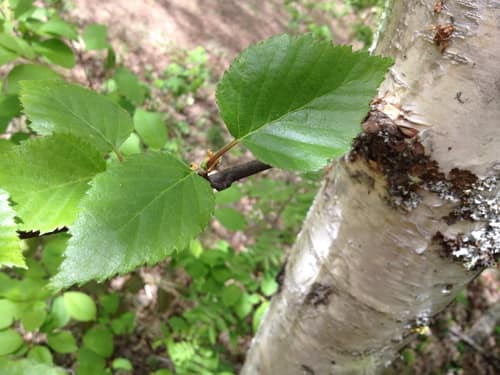 Paper Birch reference