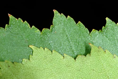 Silver Birch reference