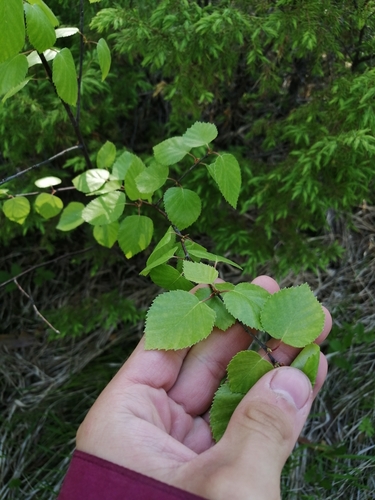Downy Birch reference