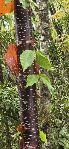 Himalayan Birch reference