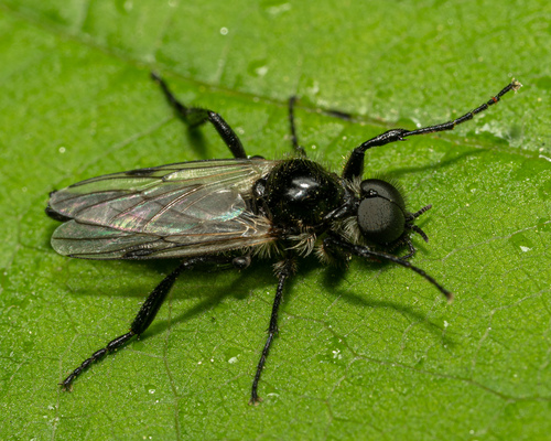 March Fly reference
