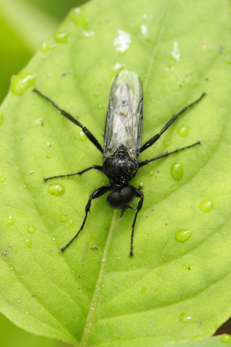 St. Mark's Fly reference