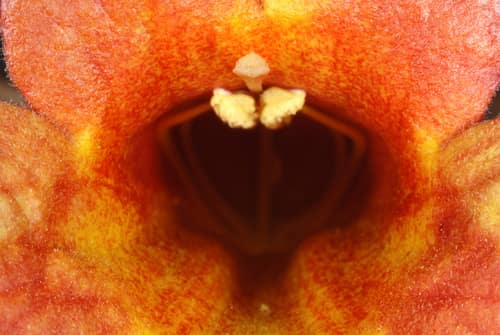 Crossvine reference