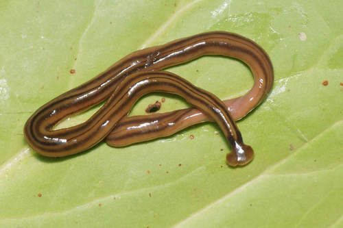 Kew Bugle Worm reference