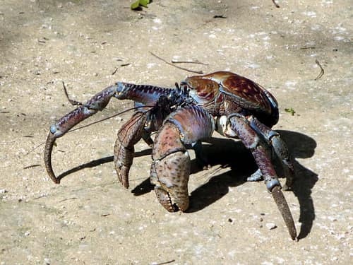 Coconut Crab reference