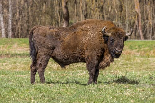 European Bison reference