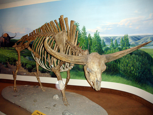 Giant Bison reference