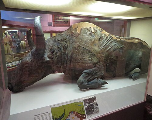 Steppe Bison reference