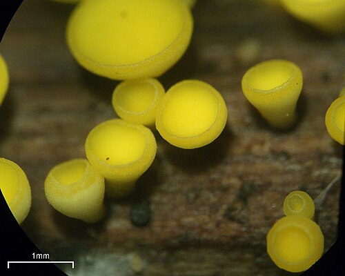 Yellow Fairy Cups reference