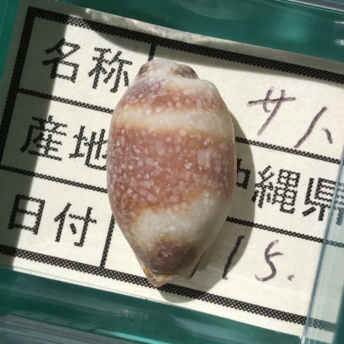 Swallow Cowrie reference