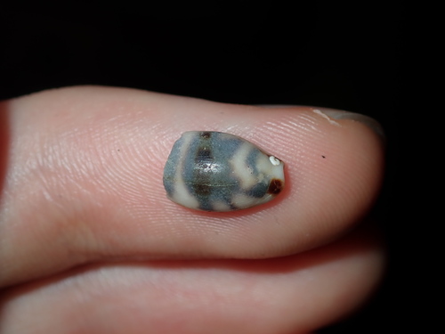 Kiener's Cowrie reference