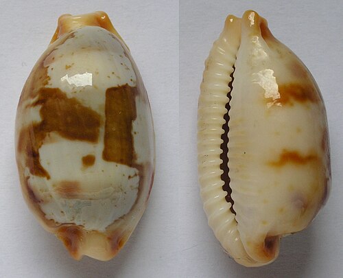 Stolid Cowrie reference