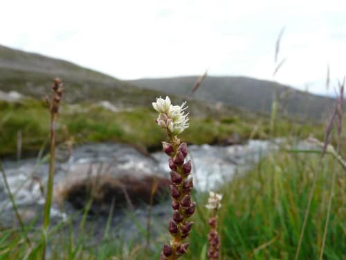 Alpine Bistort reference