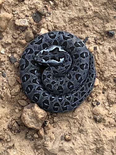 Berg Adder reference
