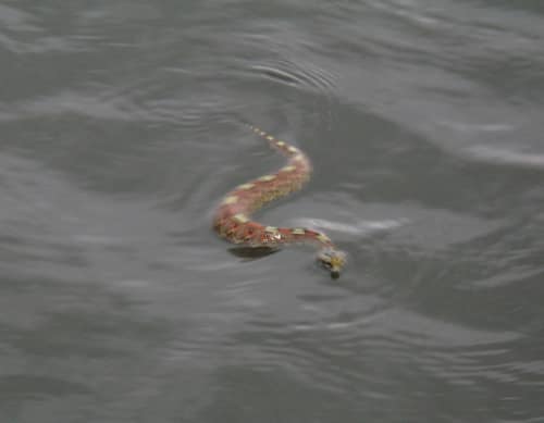 Rhinoceros Viper reference