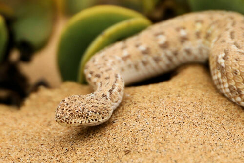 Peringuey's Adder reference