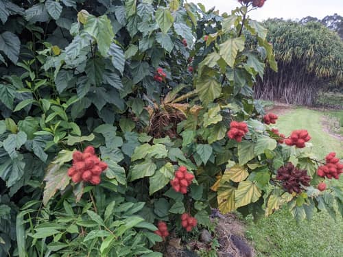 Annatto reference