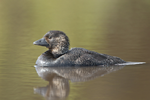 Musk Duck reference