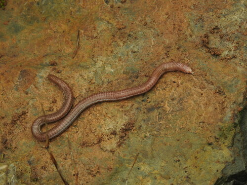 Maria's Worm Lizard reference
