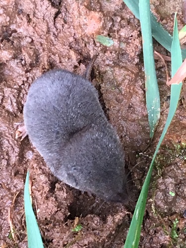 Southern Short-tailed Shrew reference