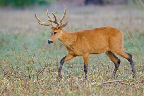 Marsh Deer reference