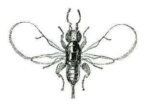 Fig Wasp reference