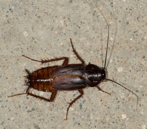 Oriental Cockroach reference