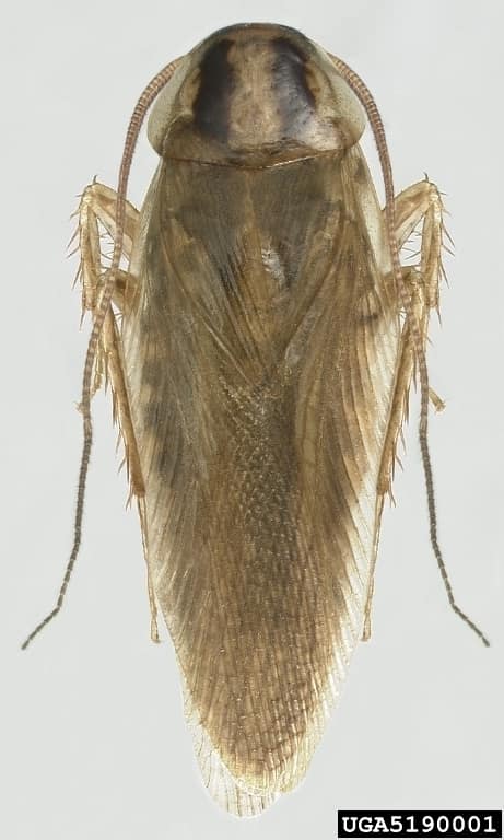 Asian Cockroach reference