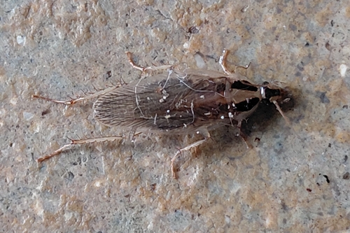 Field Cockroach reference