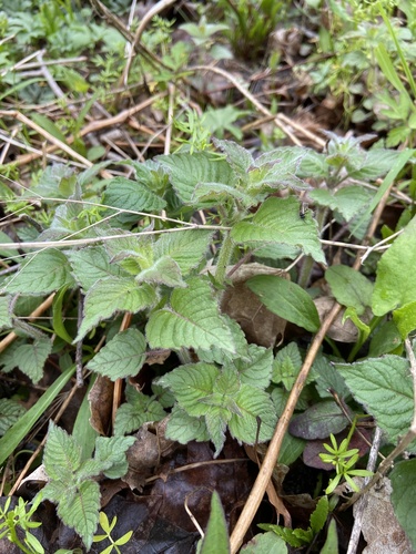 Hairy Wood Mint reference