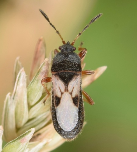 Chinch Bug reference