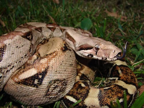 Central American Boa reference